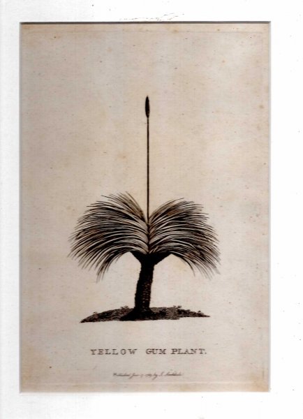 Yellow Gum Plant The Grass Tree Engraved Print From The Voyage Of Governor Phillip To Botany Bay